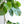 Load image into Gallery viewer, ウンベラータ×ロックウッド