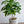 Load image into Gallery viewer, コーヒーの木