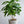 Load image into Gallery viewer, コーヒーの木