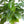 Load image into Gallery viewer, コーヒーの木