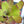 Load image into Gallery viewer, ネオレゲリア