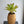 Load image into Gallery viewer, ネオレゲリア