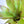 Load image into Gallery viewer, ネオレゲリア