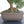 Load image into Gallery viewer, 糸魚川真柏 盆栽