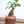 Load image into Gallery viewer, ガジュマルmini× DOMANI FES Brick