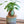 Load image into Gallery viewer, ガジュマルmini×DOMANI FES mint