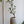 Load image into Gallery viewer, フランスゴムの木 ×DOMANI