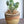 Load image into Gallery viewer, サボテン バニーカクタス