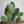Load image into Gallery viewer, サボテン バニーカクタス