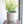 Load image into Gallery viewer, ミルクブッシュ