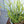 Load image into Gallery viewer, ミルクブッシュ