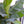 Load image into Gallery viewer, モンキーバナナ