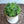 Load image into Gallery viewer, ハオルチア