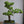 Load image into Gallery viewer, 五葉松