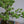 Load image into Gallery viewer, 五葉松