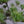 Load image into Gallery viewer, 五葉松