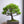 Load image into Gallery viewer, 三河黒松