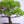 Load image into Gallery viewer, 三河黒松