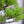 Load image into Gallery viewer, 三河黒松