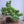 Load image into Gallery viewer, 五葉松