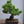 Load image into Gallery viewer, 五葉松
