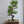 Load image into Gallery viewer, 黒松
