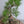 Load image into Gallery viewer, 黒松