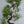 Load image into Gallery viewer, 黒松
