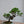 Load image into Gallery viewer, 糸魚川真柏