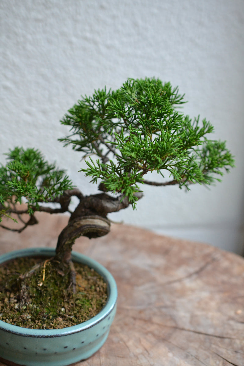 糸魚川真柏 – tooka