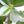 Load image into Gallery viewer, フランスゴムの木 ×DOMANI