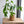 Load image into Gallery viewer, パキラmini