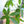Load image into Gallery viewer, パキラmini