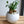 Load image into Gallery viewer, ガジュマル