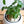 Load image into Gallery viewer, ガジュマル