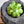 Load image into Gallery viewer, エケベリア