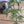 Load image into Gallery viewer, 寿松