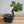 Load image into Gallery viewer, 寿松