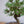Load image into Gallery viewer, 寿松