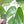 Load image into Gallery viewer, モンステラ
