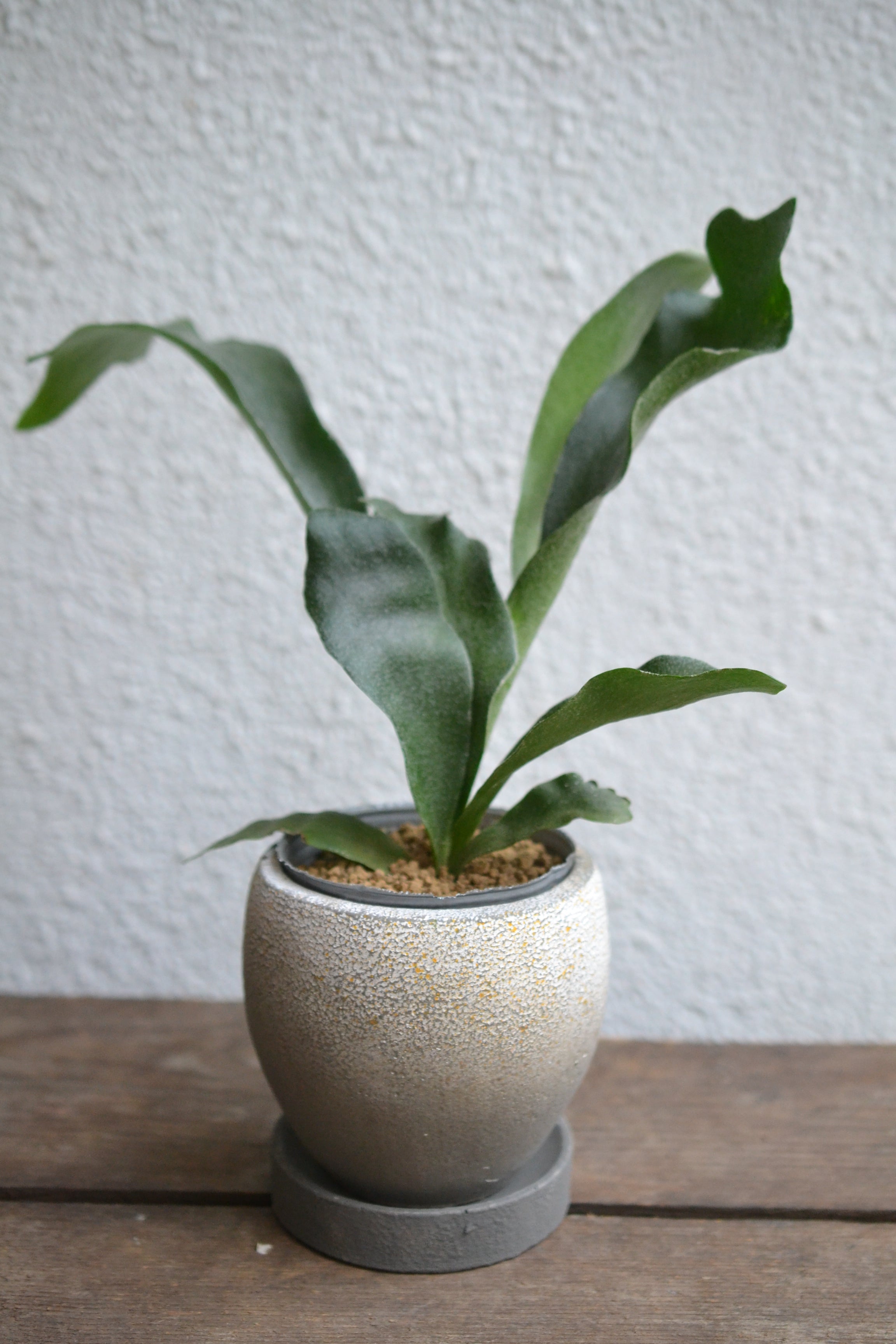 コウモリラン ネザーランズ – tooka