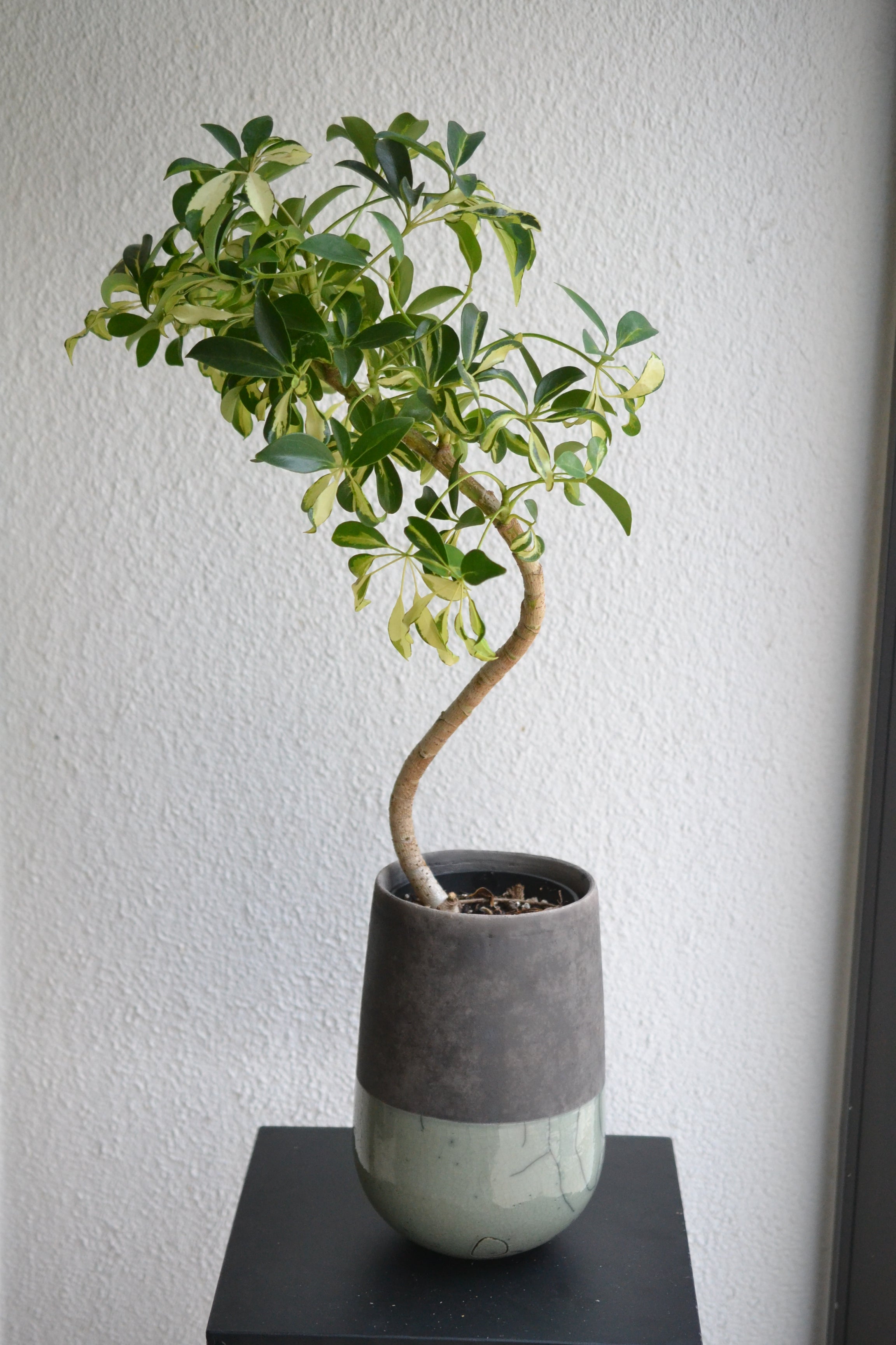 シェフレラ・コンパクタ　リビングサイズ　沖縄中部産　ガチシマリ シェフレラコンパクタ 8号 沖縄の観葉植物 No.200の通販